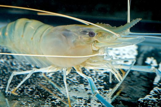 tiger prawn in tank