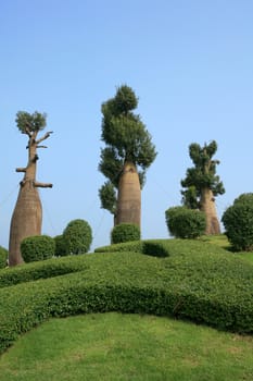 Bottle tree in royal flora expo, Chiang Mai, Thailand
