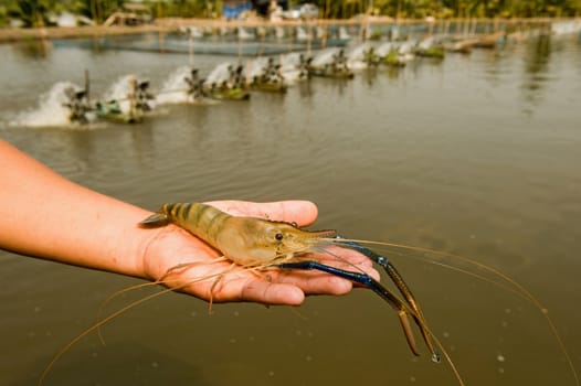 hand with Giant Freshwater Prawn (Macrobrachium rosenbergii) on shrimp farm