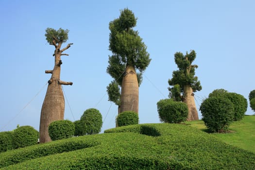 Bottle tree in royal flora expo, Chiang Mai, Thailand