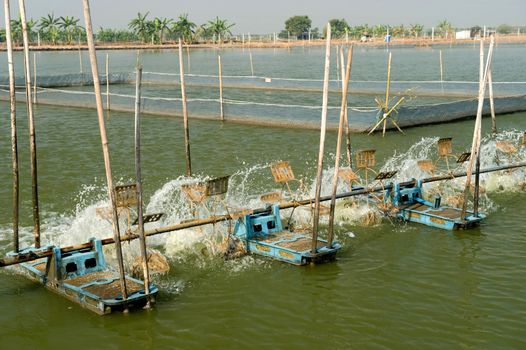 Shrimp Farm near bangkok, Thailand.