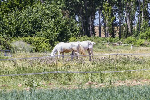 group of horses grazing in a green pasture, spanish horses