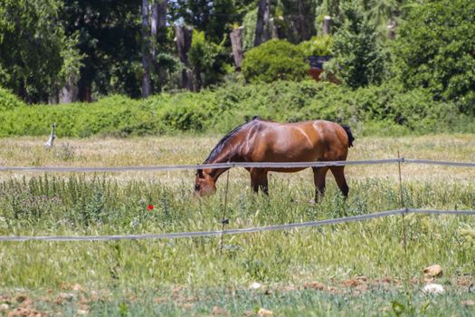 brown horse grazing in a green pasture, spanish horses