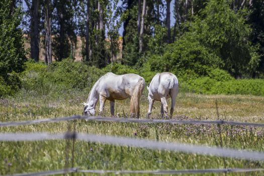 group of horses grazing in a green pasture, spanish horses