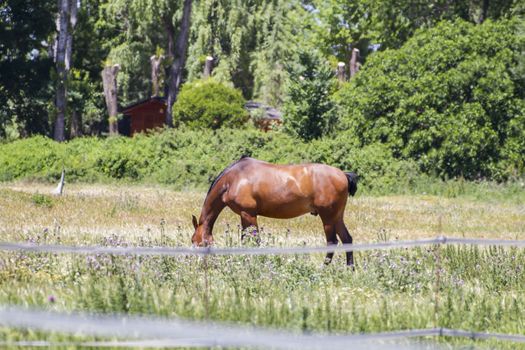 brown horse grazing in a green pasture, spanish horses