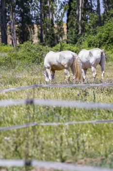 group of horses grazing in a green pasture, spanish horses