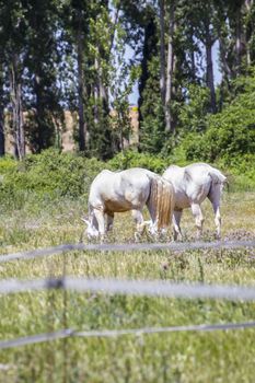 group of horses grazing in a green pasture, spanish horses