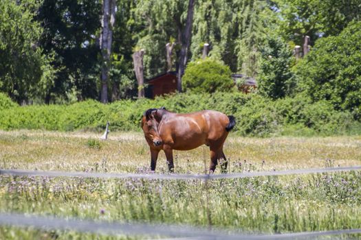 brown horse grazing in a green pasture, spanish horses