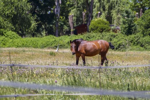 brown horse grazing in a green pasture, spanish horses