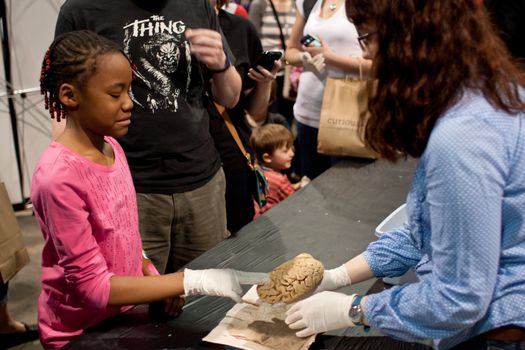 Atlanta, GA, USA -  March 29, 2014:  A schoolgirl grimaces while touching a human brain being displayed at the Atlanta Science Expo.  The event was free to the public. 
