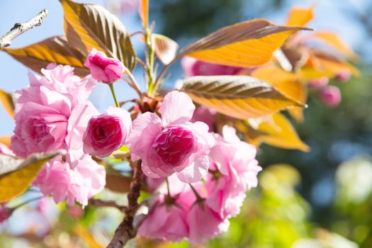 Blooming double cherry blossom