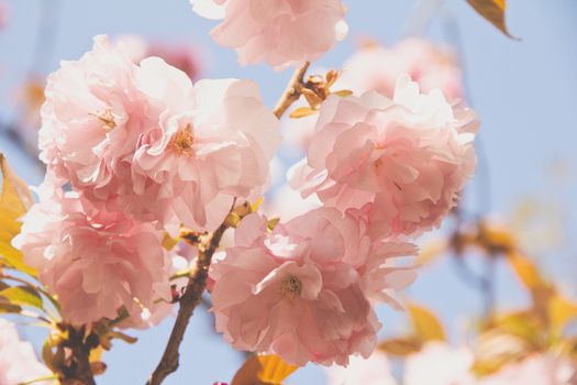 Blooming double cherry blossom