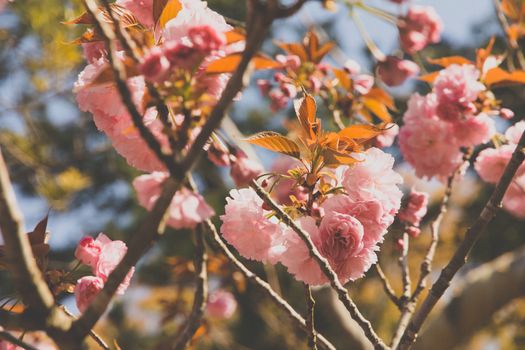 Blooming double cherry blossom