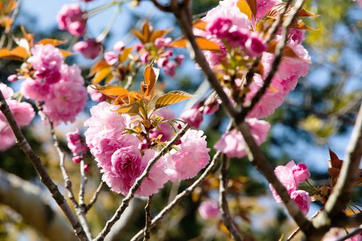 Blooming double cherry blossom