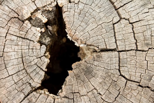 Dry wood texture of cut stump