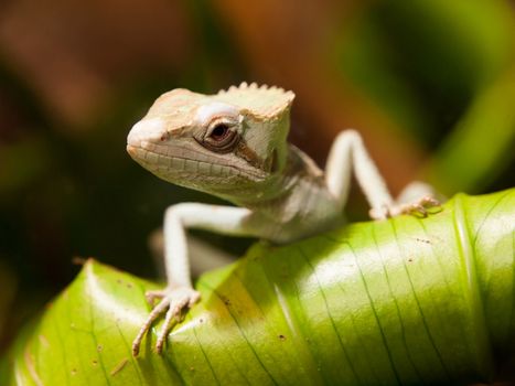 Basilisk Lizard (Basiliscus basiliscus) sitting on the green leaf