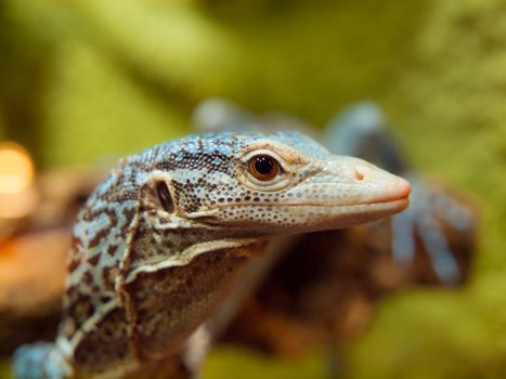 Detailed view of Blue Tree Monitor Lizard (Varanus macraei)