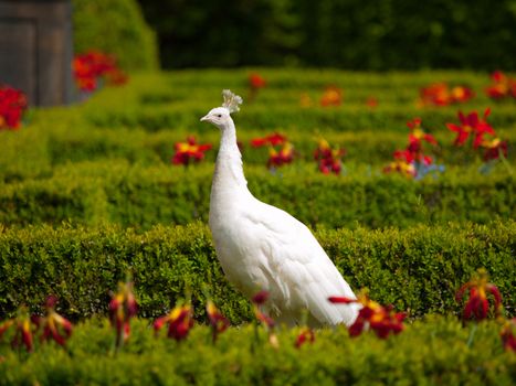 White peacock walking in the sunny garden