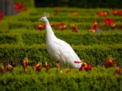 White peacock walking in the sunny garden