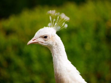 Detailed close-up view of white peacock's head