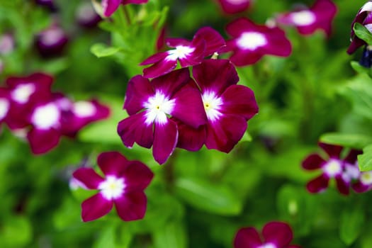 Red Plumbago in Nong Nooch Garden, Thailand.