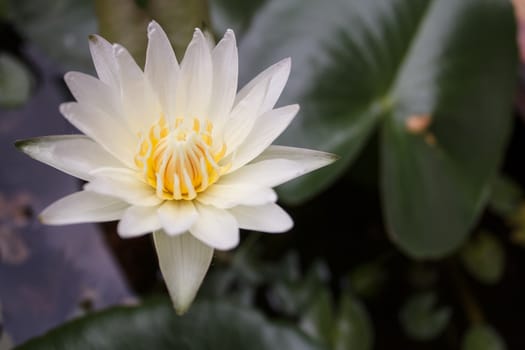 White water-lily