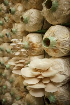 Stack of mushroom cubes in a close farm