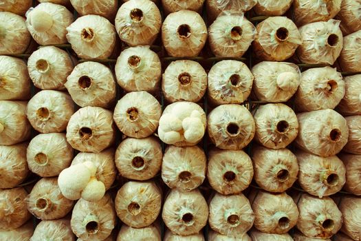 Stack of mushroom cubes in a close farm