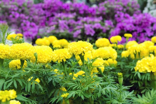 Tagetes Erecta or African Marigold. Traffic Light.