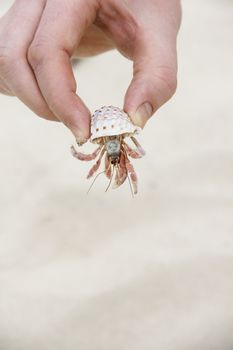 Hand holding crab hiding in shell on sand background
