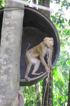 Monkey on tree in tropical forest close up