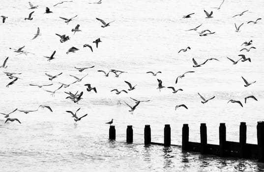 Seagulls flying in black and white