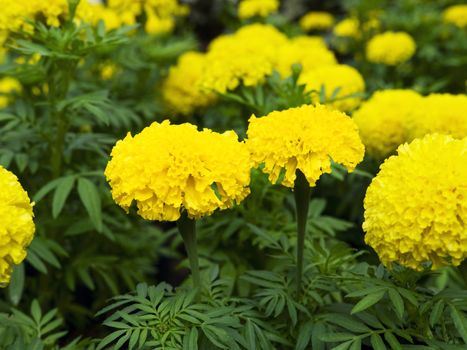 Tagetes Erecta in Nong Nooch Garden, Thailand.