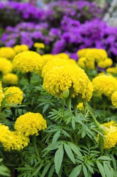 Traffic Light. Tagetes erecta or African Marigold.