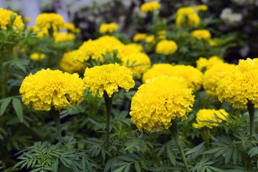 Yellow Tagetes in Grass in Nong Nooch Garden, Thailand.