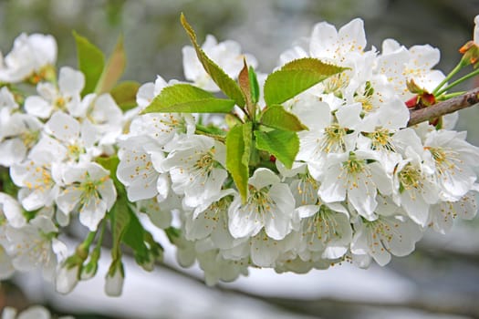Apple blossoms in spring can use as background 