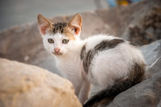 cute little kitten sitting on the rocks