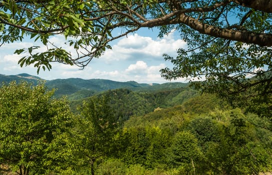 green hills during the sunny day with blue sky and white clouds with large bough of a tree