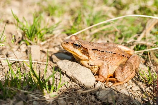 Rana temporaria