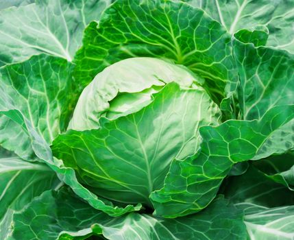 close-up of fresh cabbage in the vegetable garden 