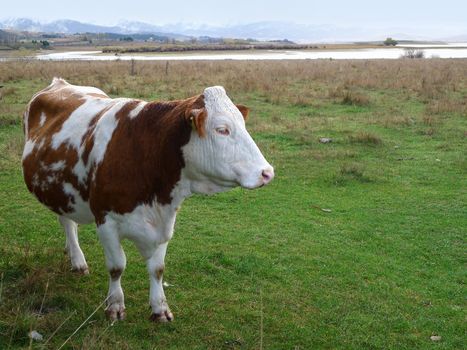 Brown and white mountain milk cow on a green grass field pasture.