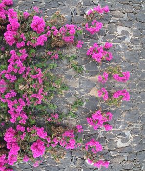 pink flowers on the stone wall.
