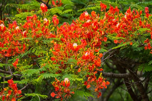 groups of flmae flower in the garden