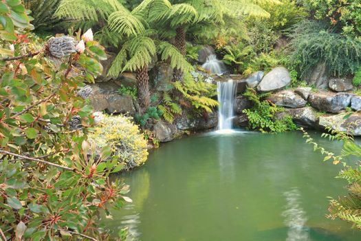 Beautiful waterfall amongst lush ferns, proteas and other plants at Mt Tomah NSW Australia 