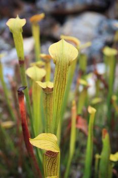 Yellow trumpet pitchers are carnivorous plants that entice and then trap their prey of insects.  