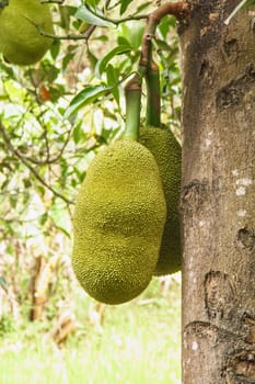 wild jackfruit at forest,Chiangrai,Thailand