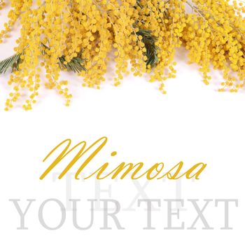 The yellow mimosa  isolated on white background