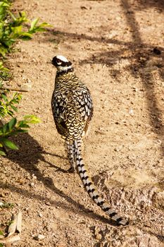 one male  pheasant in nature,Chiangrai,Thailand