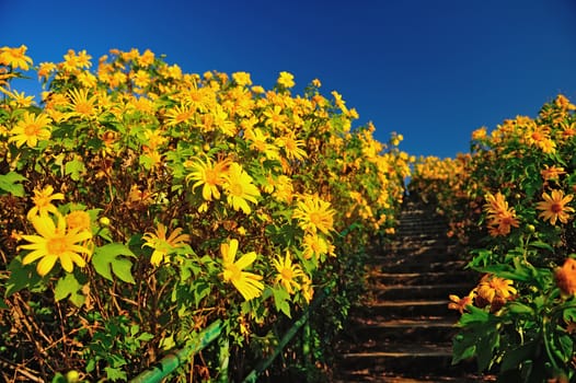 Tithonia ( Mexican sunflower) , viewpoint on mountain in the morning at Doi Mae U-khaw, Mae Hong Son province Thailand