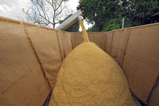 Combine Grain on farm during harvest at rice field